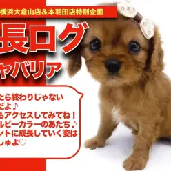 【 キャバリアちゃんの成長アルバム 】美しいルビーコートのキャバリアちゃんの成長期！