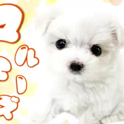 【 マルチーズ 】純白のベールを纏った小さな天使！