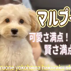【 MIX 】元気いっぱいマルプーちゃん!可愛さに磨きのかかった姿にご注目!