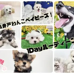【 1Dayルーティーン 】高井戸わんこベイビーズの1日をご紹介！