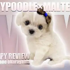 【 マルプー 】トイプードルとマルチーズから誕生した奇跡の可愛さを持った女の子!