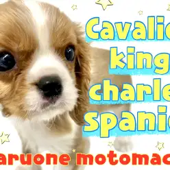 【 キャバリア 】元町店人気犬種！可愛すぎる天真爛漫BOY！