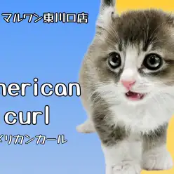 【 アメリカンカール 】東川口店2年ぶりの登場!反れたお耳が自慢の希少猫種!