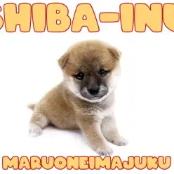 【 柴犬 】癒し系のクマ顔むっちりボディ！初心者必見の環境馴れ抜群なおっとり娘！