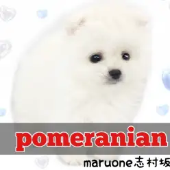 【 ポメラニアン 】大人気の白ポメちゃんが登場！たぬき顔と潤んだ瞳に一目惚れ注意