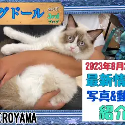 【 ラグドール 】3rd紹介 日々ステキになっていくラグちゃんの最新情報！