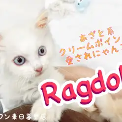 【ラグドール】抱っこ大好きあざと系愛されクリームにゃんこ!