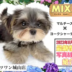 【 MIX 】2nd紹介 やっぱり膝上に収まるミニサイズなマルキーちゃん