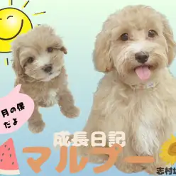 【 マルチーズ×トイプードル 】6ヶ月に成長しても絶対的可愛さ健在！！