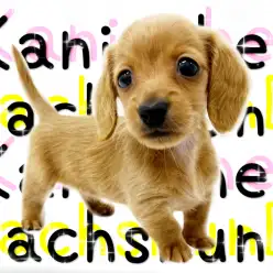 【 カニンヘンダックスフンド 】みんなを釘付けにする魅惑的な短足Lady！