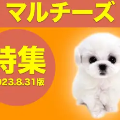 【 マルチーズ特集 】8/31現在在店中の純白の愛されワンコをご紹介！