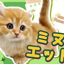 【 ミヌエット 】マルワンプレミアムの称号を背負った激カワ超短足ミヌエット！