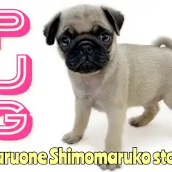 【 パグ 】感覚・視覚・聴覚で癒しをお届け！沼ること間違いなしな鼻ペチャわんこ！