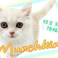 【 マンチカン 】あなたも虜になる事間違いなし！短足マンチ元町に降臨！！！