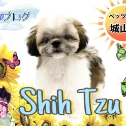 【 シーズー 】2nd紹介 まるで動くぬいぐるみ？シーズーちゃん