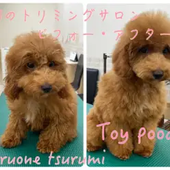 【 トイプードル 】レッドの女の子!カット後に可愛く変身しました!