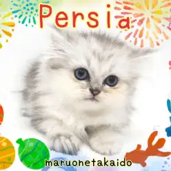 【 ペルシャ 】フワフワキラキラ！チンチラシルバー！天使のペルシャ！