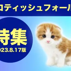 【 スコティッシュフォールド特集 】8/17現在在店中の垂れ耳ニャンコをご紹介！