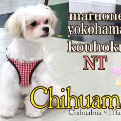 【 ミックス犬 】シーズーそっくりチワマルちゃんがイメチェンしました!