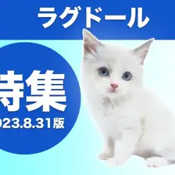 【 ラグドール特集 】8/31現在の全店舗のラグドールをご紹介！