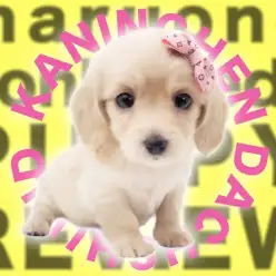 【 カニンヘンダックスフント 】仰天！両親3kg台の小さめイエローの女の子登場！