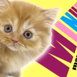 【 ミヌエット 】マンチカンの短足とペルシャフェイス！王道系茶トラのミヌエット！