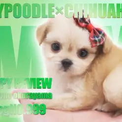 【 チワプー 】トイ・プードルとチワワから誕生した小さなMIXわんこ徹底解説！