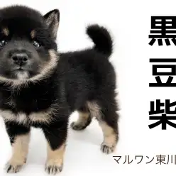 【 豆柴 】KC公認、希少な黒豆柴登場！！子熊の様な丸い顔立ちに注目！
