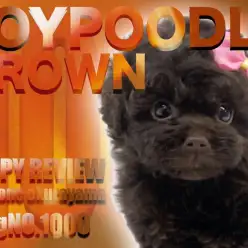 【 トイプードル 】大倉山店ブログ1000号は希少ブラウンの女の子のご紹介！