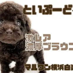 【 トイ・プードル 】激レアカラー！マイペースだけど元気いっぱいブラウントイプー