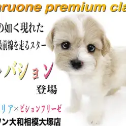 【 キャバション 】SNSでも大人気！！キャバリアとビションフリーゼのMIX紹介