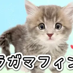 【 ラガマフィン 】上品なブルーの耀きを放つ心優しきジェントルキャット!