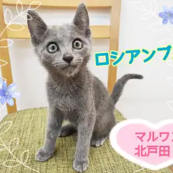 【 ロシアンブルー 】ギャップ萌え！一見クールな甘えん坊にゃんこ