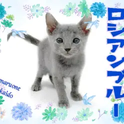 【 ロシアンブルー 】高井戸イチの甘えんぼキャット!