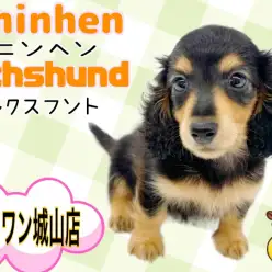 【カニンヘン・ダックスフント】可愛さをギュッと詰め込んだ元気弾ける女の子