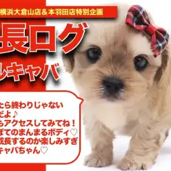 【 マルキャバちゃんの成長アルバム 】ぽってぽてボディのマルキャバちゃんの成長記！