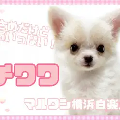 【 チワワ 】既に超甘えん坊！好奇心も食欲も旺盛な小さめチワワちゃん