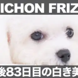 【 ビションフリーゼ 】生後83日目を迎えた白き美体のツイスト＆小顔が凄すぎた！