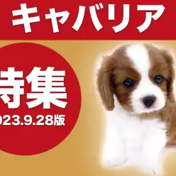 【 キャバリア特集 】9/28現在在店中の全店舗のキャバリアをご紹介！