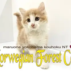 【 ノルウェージャンフォレストキャット 】遊ぶの大好き！甘えん坊な男の子
