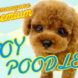 【 トイプードル 】ぬいぐるみを超える可愛すぎるプレミアムわんこ！