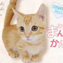 【 マンチカン 】レアカラー！貴重な短足！将来が楽しみな甘えん坊にゃんこ