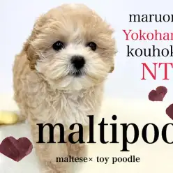 【 ミックス 】大人気マルプー！優しいカラーのふんわり女子！