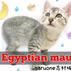 【 エジプシャンマウ 】古代エジプトから愛されていた超希少猫種がやってきた！