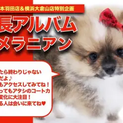 【 ポメラニアン 】珍しいカラーリングが魅力的！ポメラニアンちゃんの成長日記