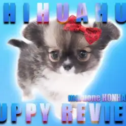 【 チワワ 】お耳の毛までもが圧巻！首周りの白い模様にも注目のスーパーチワワ！