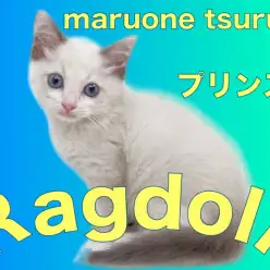 【 ラグドール 】とてもフレンドリーで甘えん坊なラグちゃん！！