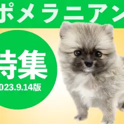 【 ポメラニアン特集 】9/14現在在店中のもふもふポメラニアンをご紹介！