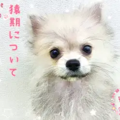 【 猿期ってなぁに？ 】ポメちゃんが紹介しちゃうぞ！