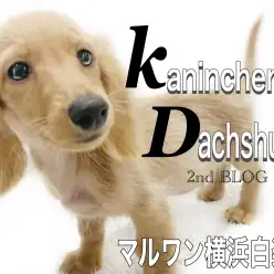 【 カニンヘンダックスフント 】落ち着きを手に入れた短足男子の成長記録!